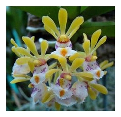 Gastrochilus obliquus