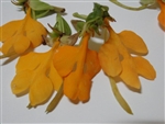 Habenaria rhodocheila yellow