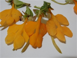 Habenaria rhodocheila yellow