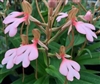 Habenaria erichmichelii species