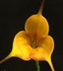 Masdevallia Galaxy 'Golden Gate' HCC/AOS