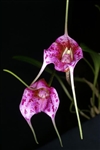 Masdevallia chaparensis 'Best'