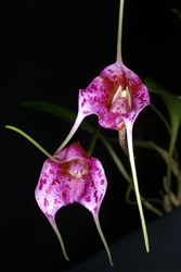 Masdevallia chaparensis 'Best'