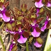 Oncidium lanceanum