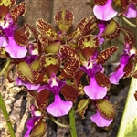 Oncidium lanceanum