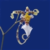 Oncidium phymatochilum