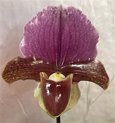 Paphiopedilum O'Captain My Captain (King Charles x charlesworthii)