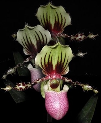 Paphiopedilum chamberlainianum