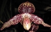 Paphiopedilum godefroyae x anitum