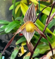 Paphiopedilum philippinense x gardineri