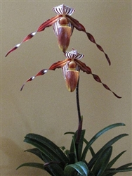 Paphiopedilum wilhelminae