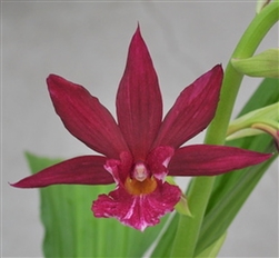 Phaiocalanthe Kryptonite 'Parkside' AM/AOS