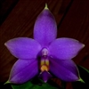 Phalaenopsis violacea v. coerulea 'Indigo'