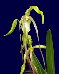 Phragmipedium lindenii