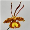 Psychopsis Mariposa