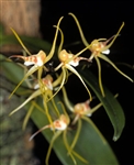 Thrixspermum acuminatissimum