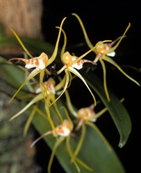 Thrixspermum acuminatissimum