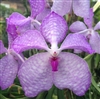 Vanda coerulea pink