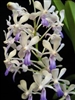 Vanda Fuchs Ocean Spray