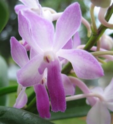 Neostylis Lou Sneary x falcata Pink