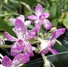Neostylis Pinky 'Pink Delight'