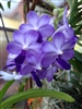 Vanda Tan Geat Leng (Rhyn. coelestis 'Blue' x V, coerulea)