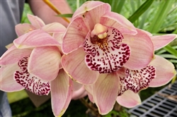 Cymbidium Valley Freestyle 'Heaven Scent'