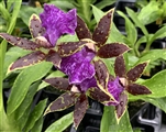 Zygopetalum Advance Australia 'Blue Velvet'