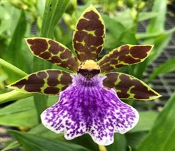 Zygopetalum Blue Blazes