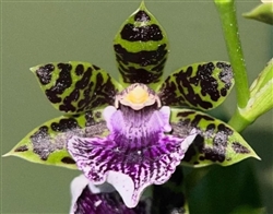 Zygopetalum (Blue Hawaii 'Dark Petals' x Advance Australia 'HOF' AM/AOS)