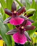 Propetalum La Jolla Delight â€˜Hilo Orchid Farmâ€™
