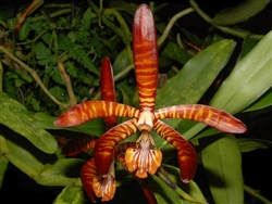 Vanda clarkei