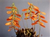 Bulbophyllum wallichii