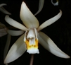 Coelogyne flaccida