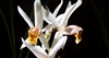 Coelogyne graminifolia