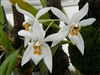 Coelogyne occulata