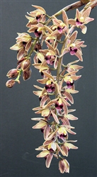 Cymbidium devonianum