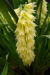 Cymbidium elegans