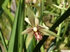 Cymbidium ensifolium var. munronianum