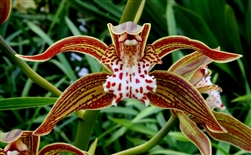 Cymbidium tracyanum