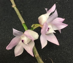 Dendrobium aduncum