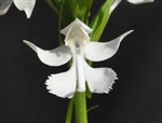 Habenaria dentata