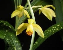 Phaius flavus