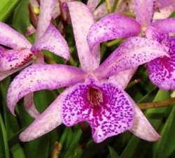 Blc. Hilda Takamatsu