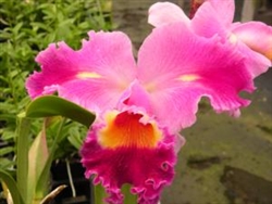 Blc. Oprah Winfrey