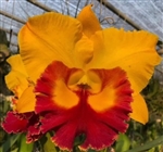 Rlc. Asian Sunrise