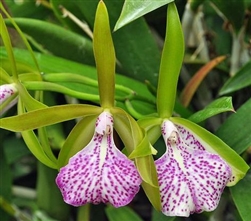 Bc. Binosa â€˜Key Limeâ€™