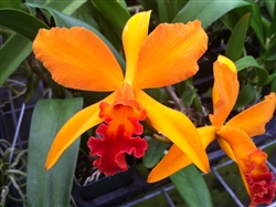 Lc. Fire Island â€˜Fieryâ€™