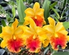 Rlc. Miss Thailand â€˜Surijaâ€™