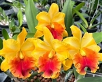 Rlc. Miss Thailand â€˜Surijaâ€™